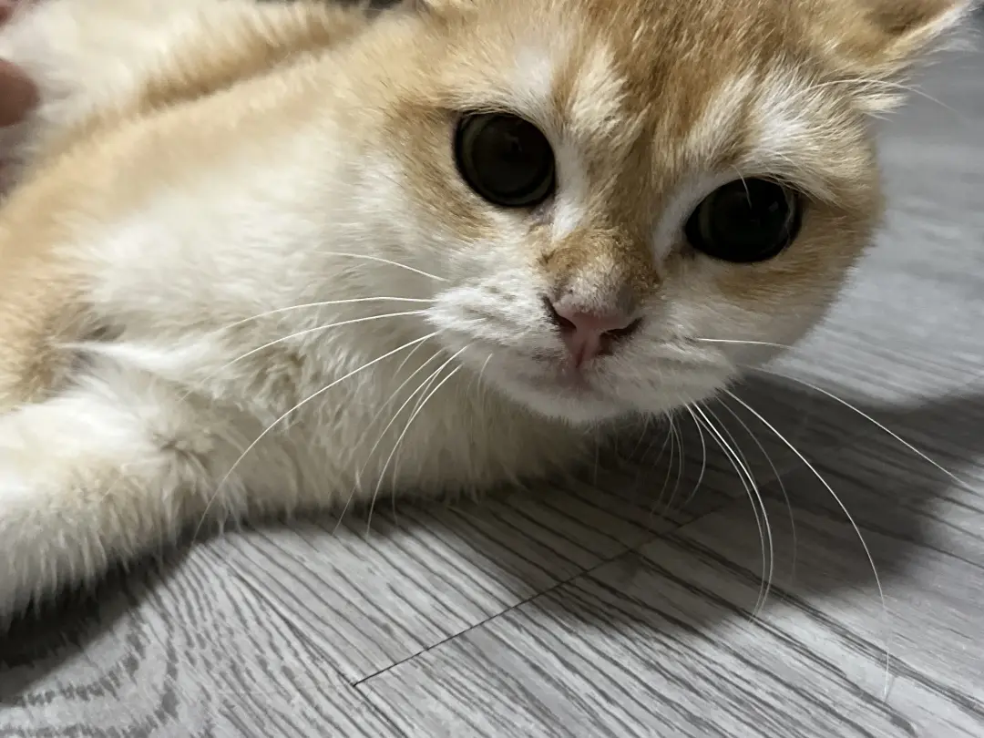 Cute cats at friend's house