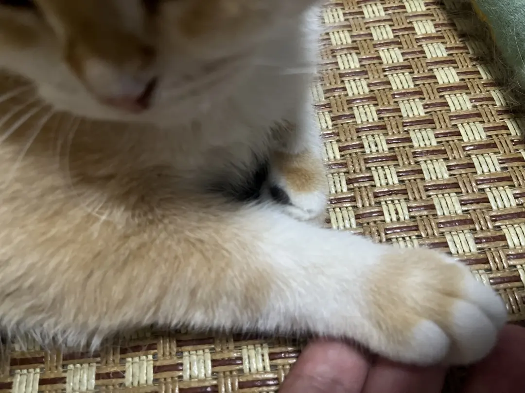 Cute cats at friend's house